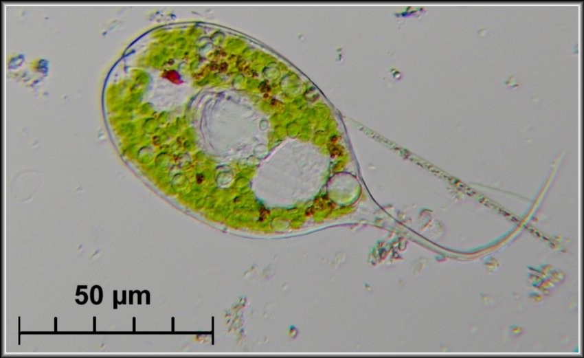 Phacus longicauda